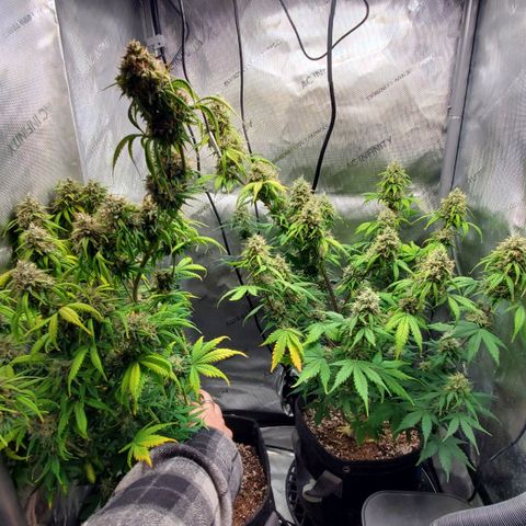 Speakeasy Sidecar Auto Front Pot X growlog timeline photo