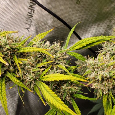 Speakeasy Sidecar Auto Front Pot X growlog timeline photo