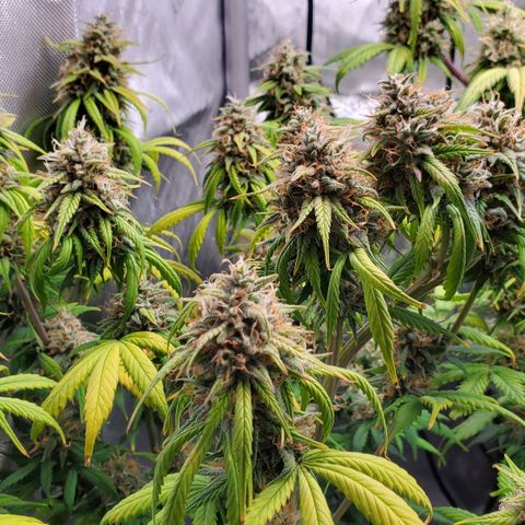 Speakeasy Sidecar Auto Front Pot X growlog timeline photo