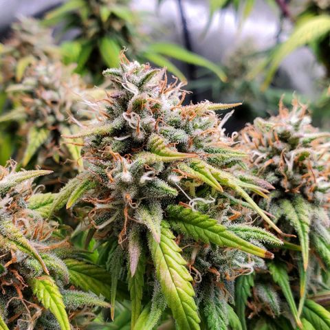 Speakeasy Sidecar Auto Front Pot X growlog timeline photo