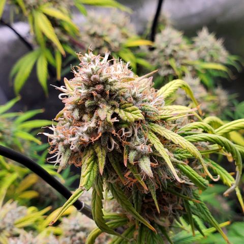 Speakeasy Sidecar Auto Front Pot X growlog timeline photo