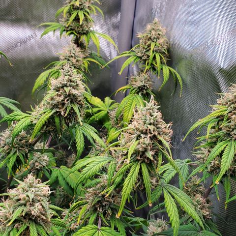 Speakeasy Sidecar Auto Front Pot X growlog timeline photo