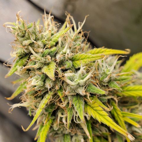 Speakeasy Sidecar Auto Front Pot X growlog timeline photo