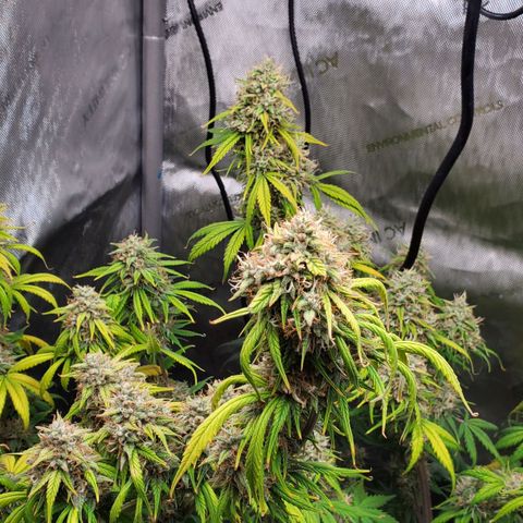 Speakeasy Sidecar Auto Front Pot X growlog timeline photo