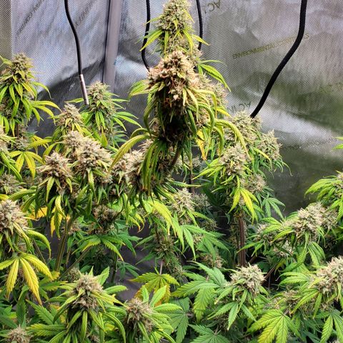 Speakeasy Sidecar Auto Front Pot X growlog timeline photo