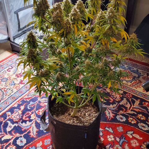 Speakeasy Sidecar Auto Front Pot X growlog timeline photo