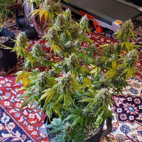 Speakeasy Sidecar Auto Front Pot X growlog timeline photo