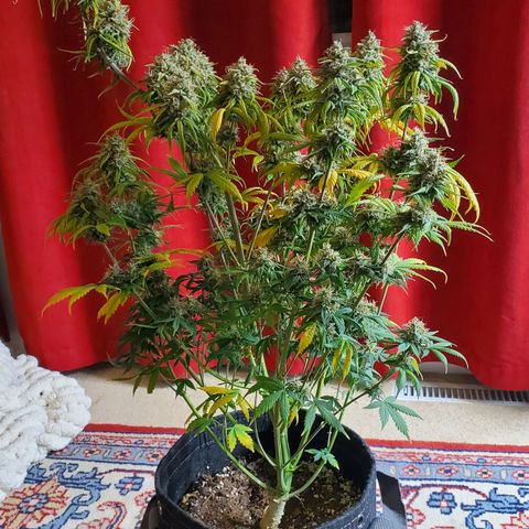 Speakeasy Sidecar Auto Front Pot X growlog timeline photo