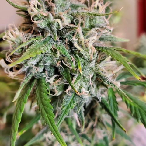 Speakeasy Sidecar Auto Front Pot X growlog timeline photo