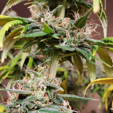 Speakeasy Sidecar Auto Front Pot X growlog timeline photo