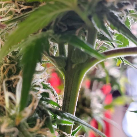 Speakeasy Sidecar Auto Front Pot X growlog timeline photo