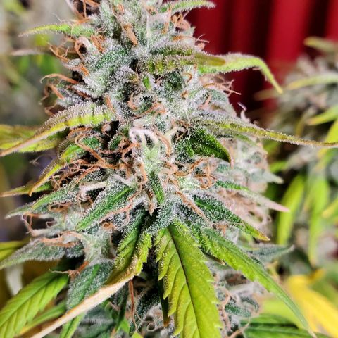 Speakeasy Sidecar Auto Front Pot X growlog timeline photo