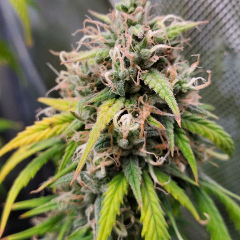 Speakeasy Sidecar Auto Front Pot X growlog timeline photo