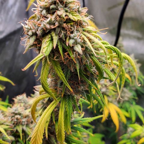 Speakeasy Sidecar Auto Front Pot X growlog timeline photo
