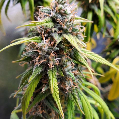 Speakeasy Sidecar Auto Front Pot X growlog timeline photo