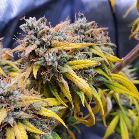 Speakeasy Sidecar Auto Front Pot X growlog timeline photo