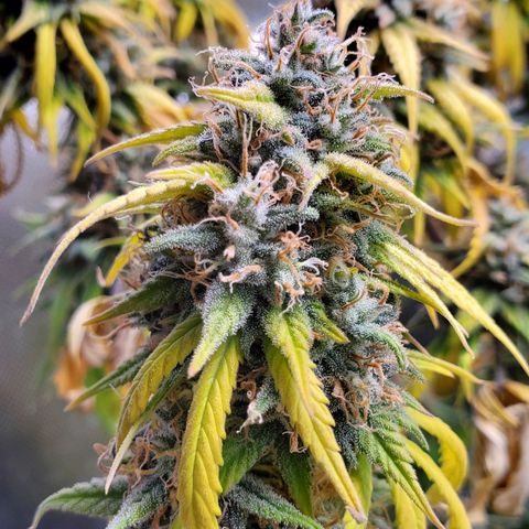 Speakeasy Sidecar Auto Front Pot X growlog timeline photo