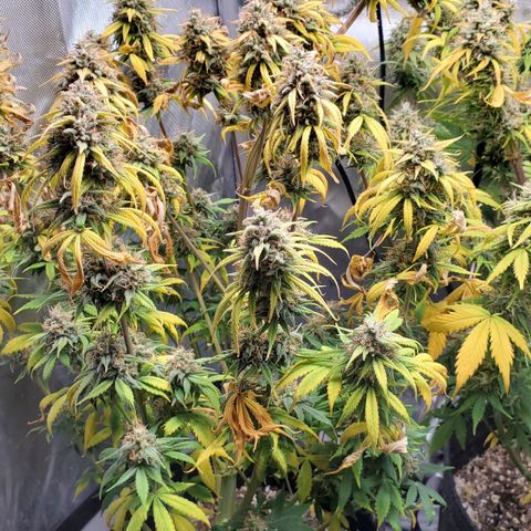 Speakeasy Sidecar Auto Front Pot X growlog timeline photo