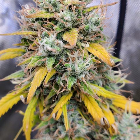 Speakeasy Sidecar Auto Front Pot X growlog timeline photo