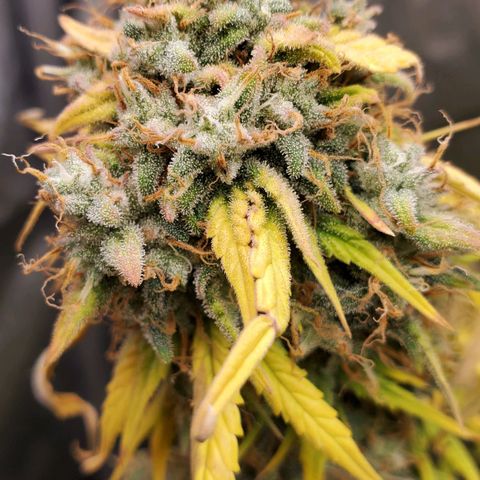 Speakeasy Sidecar Auto Front Pot X growlog timeline photo