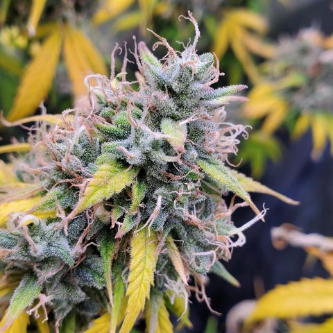 Speakeasy Sidecar Auto Front Pot X growlog timeline photo