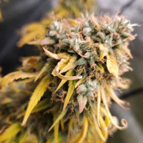 Speakeasy Sidecar Auto Front Pot X growlog timeline photo