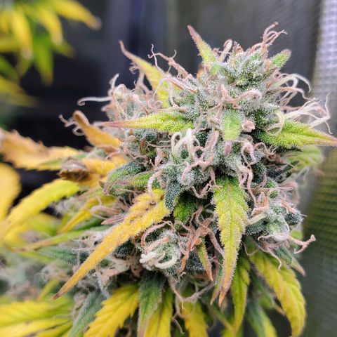 Speakeasy Sidecar Auto Front Pot X growlog timeline photo