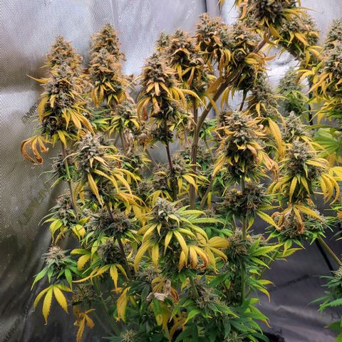 Speakeasy Sidecar Auto Front Pot X growlog timeline photo