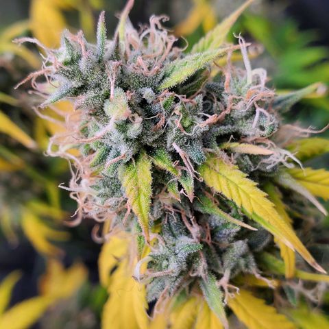 Speakeasy Sidecar Auto Front Pot X growlog timeline photo