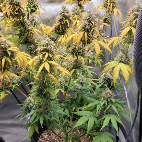 Speakeasy Sidecar Auto Front Pot X growlog timeline photo