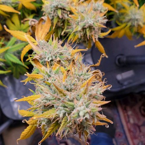 Speakeasy Sidecar Auto Front Pot X growlog timeline photo