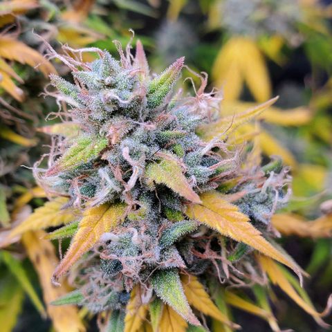 Speakeasy Sidecar Auto Front Pot X growlog timeline photo