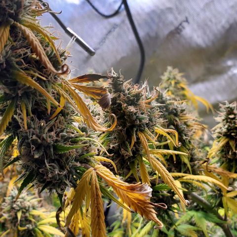 Speakeasy Sidecar Auto Front Pot X growlog timeline photo