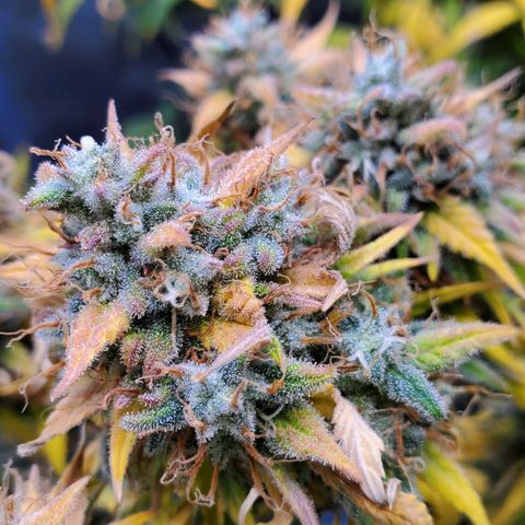 Speakeasy Sidecar Auto Front Pot X growlog timeline photo