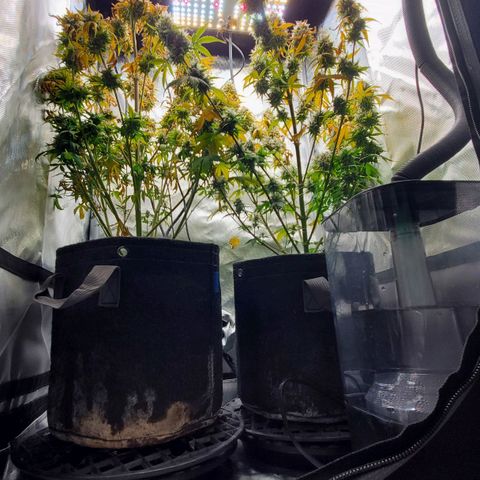 Speakeasy Sidecar Auto Front Pot X growlog timeline photo