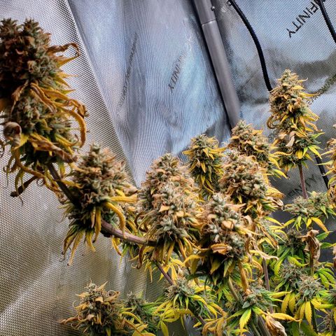 Speakeasy Sidecar Auto Front Pot X growlog timeline photo