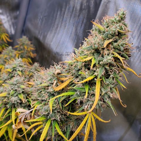 Speakeasy Sidecar Auto Front Pot X growlog timeline photo
