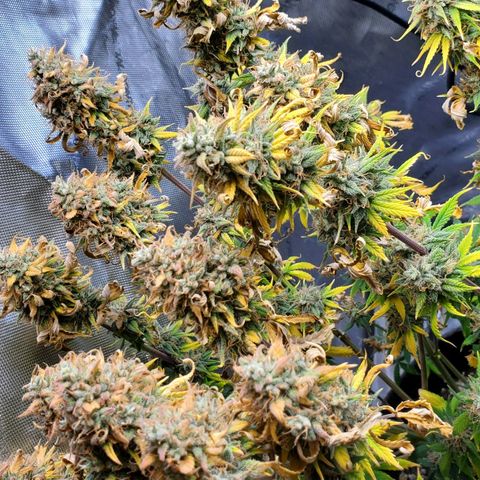 Speakeasy Sidecar Auto Front Pot X growlog timeline photo