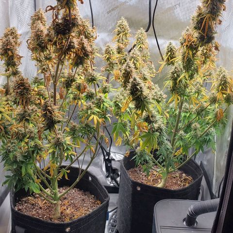 Speakeasy Sidecar Auto Front Pot X growlog timeline photo