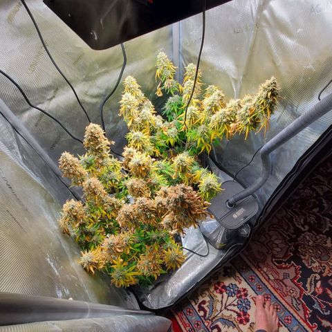 Speakeasy Sidecar Auto Front Pot X growlog timeline photo