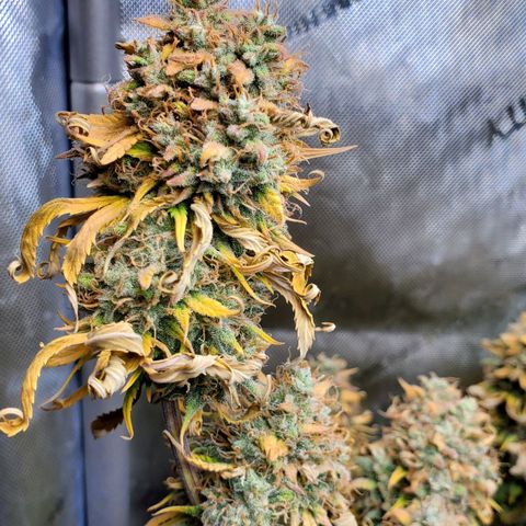 Speakeasy Sidecar Auto Front Pot X growlog timeline photo