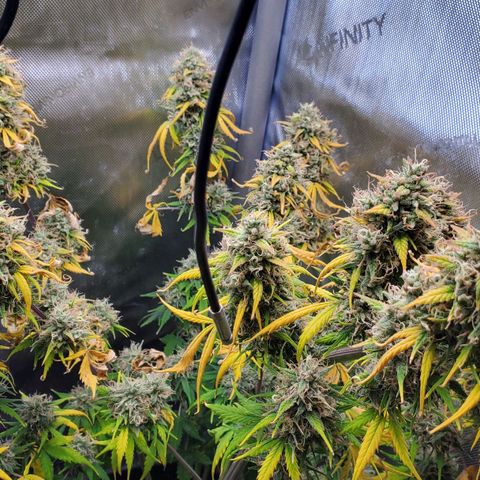 Speakeasy Sidecar Auto Front Pot X growlog timeline photo