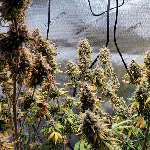 Speakeasy Sidecar Auto Front Pot X growlog timeline photo