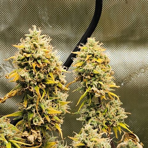 Speakeasy Sidecar Auto Front Pot X growlog timeline photo