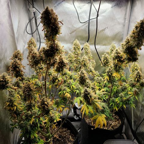 Speakeasy Sidecar Auto Front Pot X growlog timeline photo