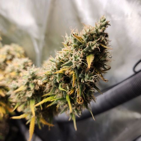 Speakeasy Sidecar Auto Front Pot X growlog timeline photo