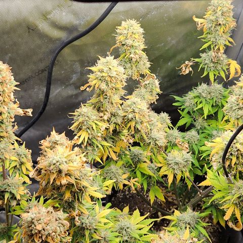 Speakeasy Sidecar Auto Front Pot X growlog timeline photo