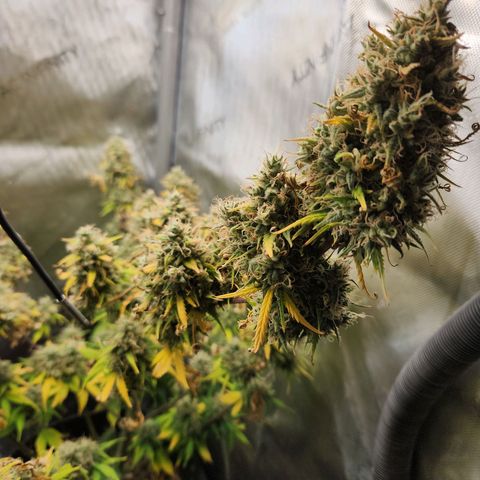 Speakeasy Sidecar Auto Front Pot X growlog timeline photo