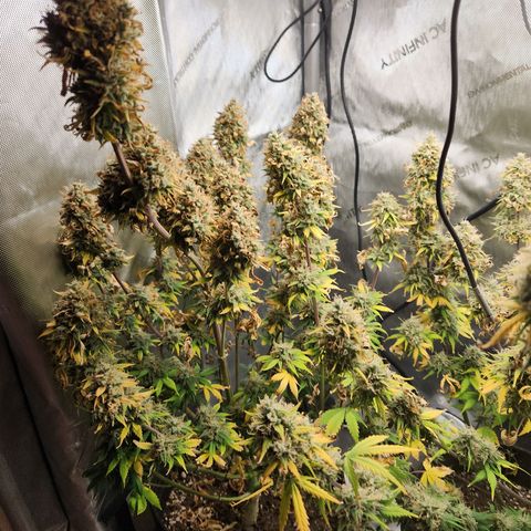Speakeasy Sidecar Auto Front Pot X growlog timeline photo