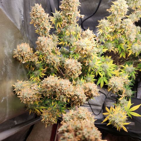 Speakeasy Sidecar Auto Front Pot X growlog timeline photo